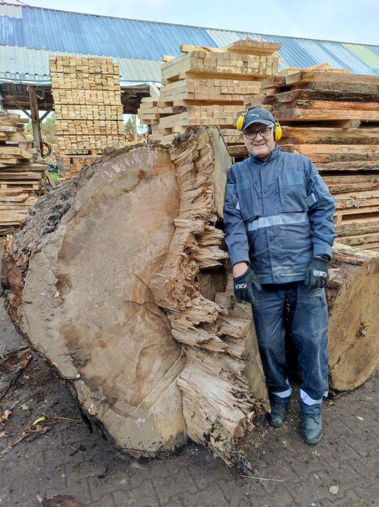 Large log with a man